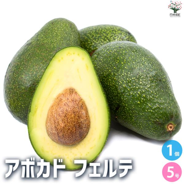 ITANSE アボカド フェルテ 果樹の苗木 5号ポット/1個売り ワニナシ 鰐梨 森のバター イタ...