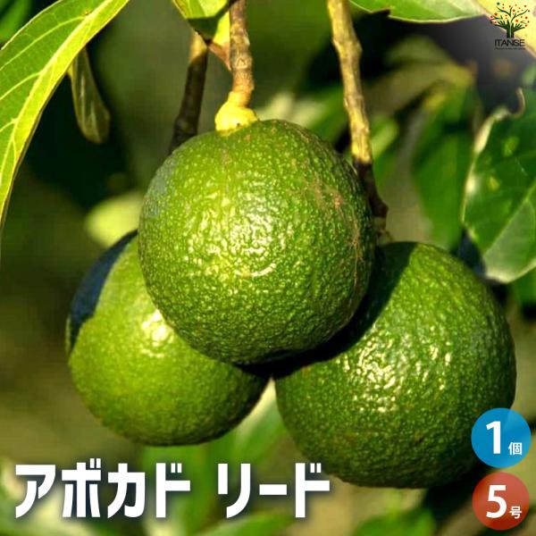 ITANSE アボカド リード 果樹の苗木 5号ポット/1個売り ワニナシ 鰐梨 森のバター イタン...