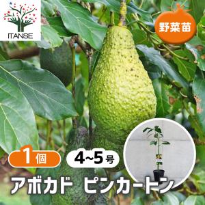アボカド ジャンボイズ （Aタイプ） 接ぎ木1年生 4寸ポット植え：熱帯