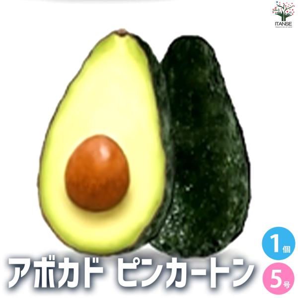ITANSE アボカド ピンカートン 果樹の苗木 5号ポット/1個売り ワニナシ 鰐梨 森のバター ...