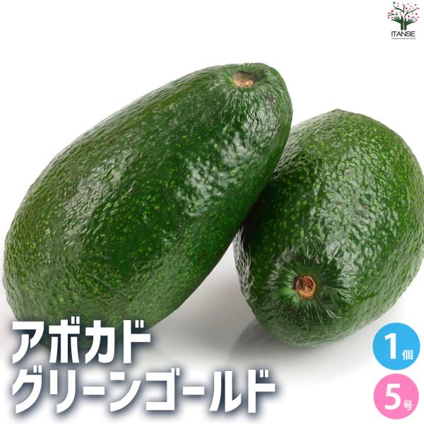 ITANSE アボカド グリーンゴールド 果樹の苗木 5号ポット/1個売り ワニナシ 鰐梨 森のバタ...