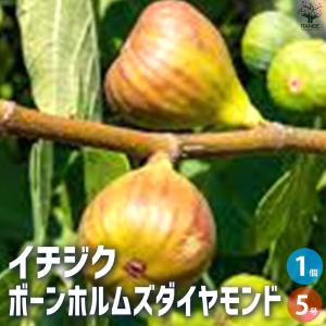 イチジク苗 いちじくの木 ゴールドファイガー （イチジク） 6寸鉢植え