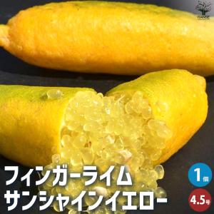 ITANSE フィンガーライムの苗木 ピンク 果樹苗 12cmロングポット 3年生
