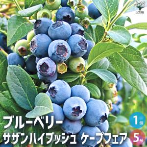 ベリーの苗木 大実ハスカップ 果樹の苗木 4.5号ポット/1個売り 果樹苗