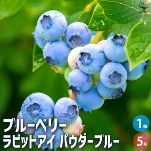 国華園 果樹苗 大株ラビットアイ系ブルーベリー 大株パウダーブルー 1