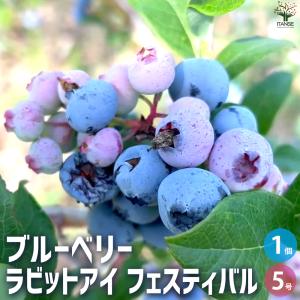 ITANSE ブルーベリー デライト 果樹苗 挿し木苗 15cmポット 1個