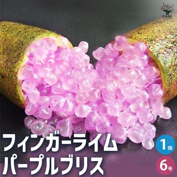 ITANSE フィンガーライム パープルブリス 果樹の苗木 6号鉢 接木苗/1個売り キャビアライム...