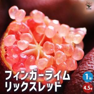 ITANSE フィンガーライム苗 グリーン 果樹苗 挿し木苗 9cmポット 2個