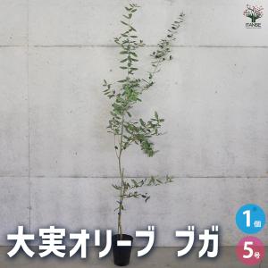 オリーブ シプレッシーノ 果樹の苗木 5号/1個売り オリーブの実 植木