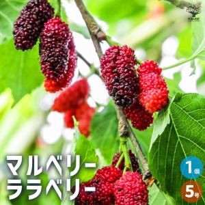 イチジクの木 ビオレソリエス 7号 樹高0.8m(鉢底から) 黒いちじく