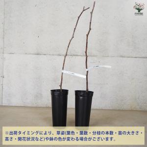 ITANSE なつめ 新疆棗王 果樹の苗木 4...の詳細画像2