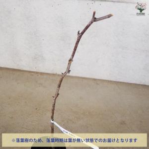 ITANSE なつめ 新疆棗王 果樹の苗木 4...の詳細画像3