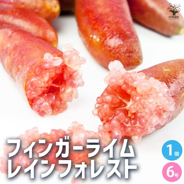 ITANSE フィンガーライム レインフォレスト 果樹の苗木 6号鉢/1個売り キャビアライム キャ...