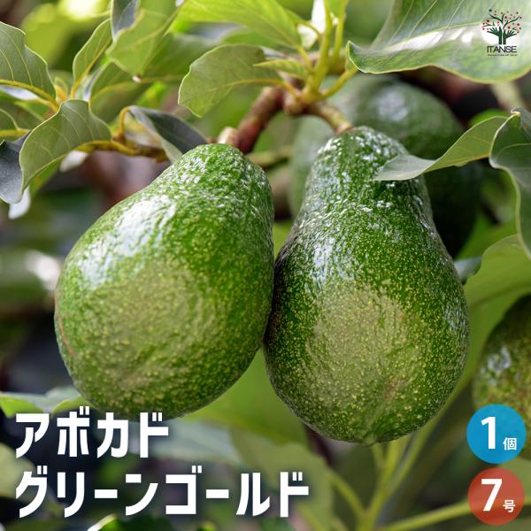 ITANSE アボカド 果樹の苗木 7号鉢/1個売り  アボガド ワニナシ 鰐梨 森のバター 果物 ...