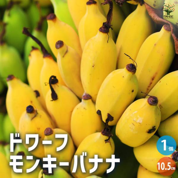 ITANSE ドワーフモンキーバナナ  果樹の苗 10.5cmポット/1個売り 矮性 薄皮 小型 多...