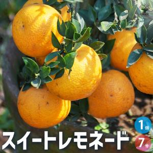 ITANSE スイートレモネード 果樹の苗木 7...の商品画像