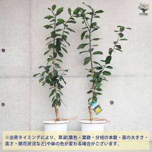 ITANSE スイートレモネード 果樹の苗木 ...の詳細画像2