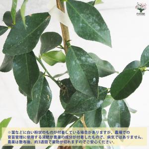 ITANSE スイートレモネード 果樹の苗木 ...の詳細画像3