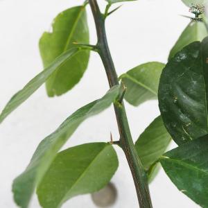 ITANSE スイートレモネード 果樹の苗木 ...の詳細画像4