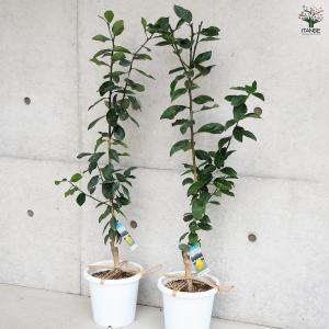 ITANSE スイートレモネード 果樹の苗木 ...の詳細画像5