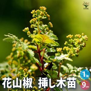 ITANSE 山椒の苗木 花山椒 果樹の苗 9cmポット 挿し木苗/1個売り 山椒苗 さんしょう苗 さんしょ苗 サンショウ苗 サンショ苗