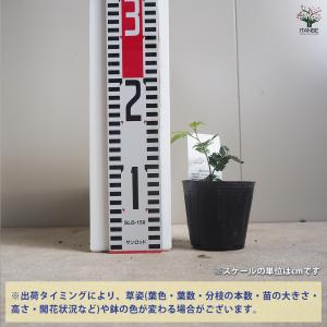 ITANSE 山椒の苗木 ぶどう山椒 果樹の苗...の詳細画像1