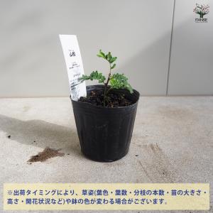 ITANSE 山椒の苗木 ぶどう山椒 果樹の苗...の詳細画像2