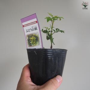 ITANSE 山椒の苗木 ぶどう山椒 果樹の苗...の詳細画像3