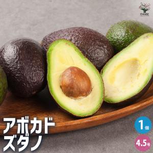 ITANSE アボカド ズダノ 果樹の苗木 4.5号ロングポット 接木苗/1個売り Bタイプ アボガド 果樹苗 ワニナシ 鰐梨 森のバター 果物