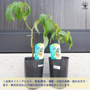 ITANSE アボカド ズダノ 果樹の苗木 4...の詳細画像2