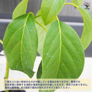 ITANSE アボカド ズダノ 果樹の苗木 4...の詳細画像3