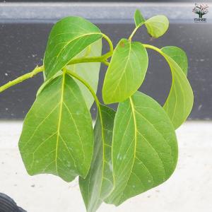 ITANSE アボカド ズダノ 果樹の苗木 4...の詳細画像4