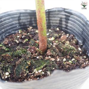 ITANSE アボカド ズダノ 果樹の苗木 4...の詳細画像5