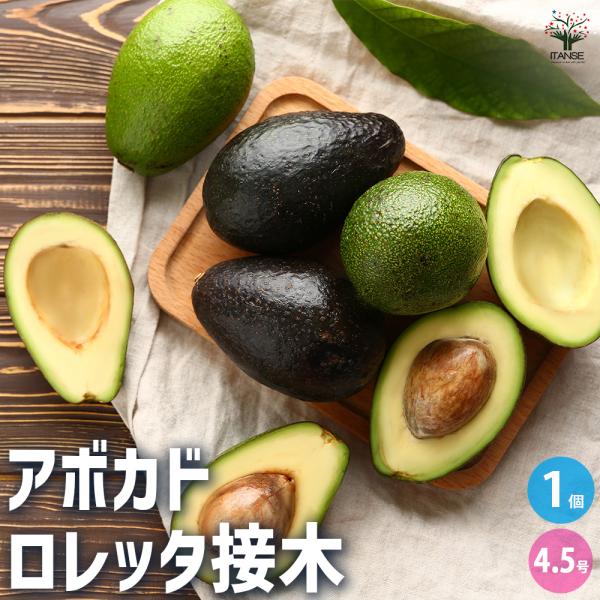 ITANSE アボカド ロレッタ 果樹の苗木 4.5号ロングポット 接木苗/1個売り  アボガド 果...
