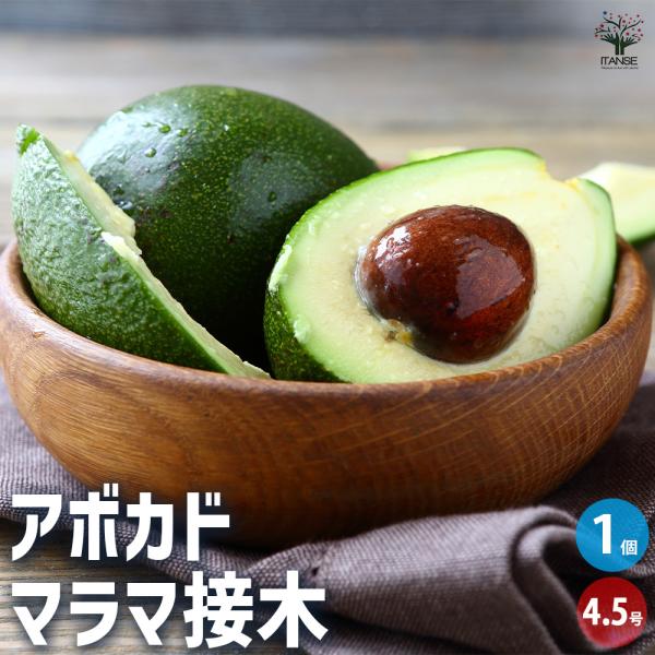 ITANSE アボカド マラマ 果樹の苗木 4.5号ロングポット 接木苗/1個売り  アボガド 果樹...
