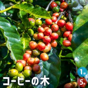 コーヒーの木 苗 【ブルーマウンテン】 2年生 実生 プラスチック鉢植え