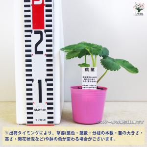 いちごの苗 桃薫 野菜の苗 9cm/お買い得2...の詳細画像1