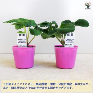いちごの苗 桃薫 野菜の苗 9cm/お買い得2...の詳細画像2