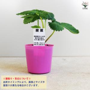 いちごの苗 桃薫 野菜の苗 9cm/お買い得2...の詳細画像3