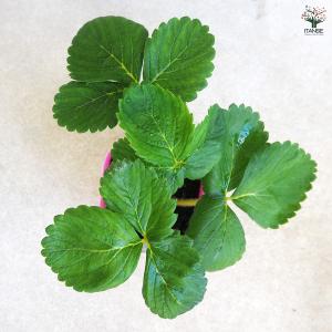 いちごの苗 桃薫 野菜の苗 9cm/お買い得2...の詳細画像4