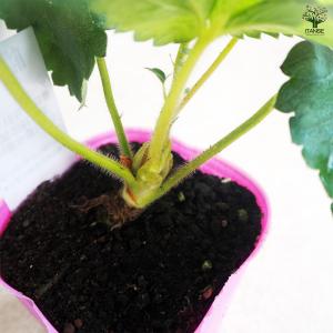 いちごの苗 桃薫 野菜の苗 9cm/お買い得2...の詳細画像5