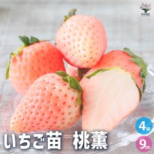 いちご苗 恋みのりPVP 6株 / 家庭菜園 イチゴ苗 苺苗 イチゴの苗