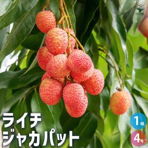 値引中結実中・32篤姫ライチ 耐寒性 ② 篤姫ライチ 半耐寒性（結実中❗️31 篤姫ライチ 半耐寒性