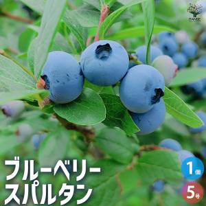 ITANSE ブルーベリー ブルーレイ 果樹の苗木 5号ポット/1個売り V