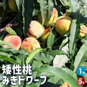 桃 苗木 【矮性桃 ボナンザピーチ】 接ぎ木苗 : 苗木の専門店 グリーン