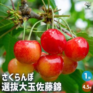 さくらんぼ 苗木 【YD（矮性台木） ナポレオン】 3年生 接ぎ木 約1.3m