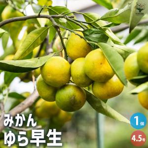みかんの苗木 ゆら早生 果樹の苗木 4.5号ポッ...の商品画像