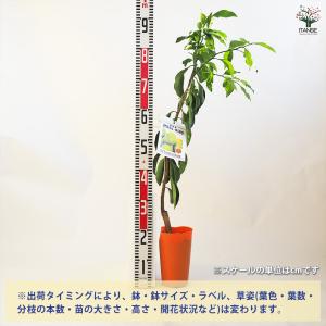 みかんの苗木 ゆら早生 果樹の苗木 4.5号ポ...の詳細画像1
