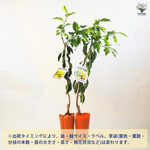 みかんの苗木 ゆら早生 果樹の苗木 4.5号ポ...の詳細画像2