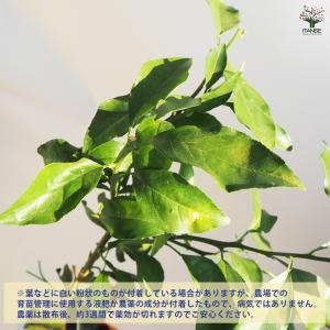 みかんの苗木 ゆら早生 果樹の苗木 4.5号ポ...の詳細画像3
